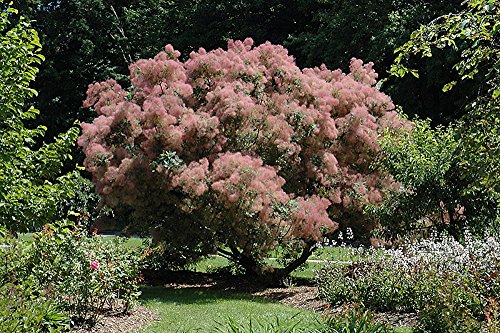 Grace Smokebush - Cotinus - Orange - Red Fall Color! - 4 Grace Smokebush - Cotinus - Orange - Red Fall Color! - 4