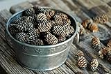 Keystone Wholesale Frosted Mini Pine Cones