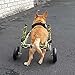 Walkin' Wheels Dog Wheelchair - For Small Dogs 11-17 lbs - Veterinarian Approved - Wheelchair for Back Legs