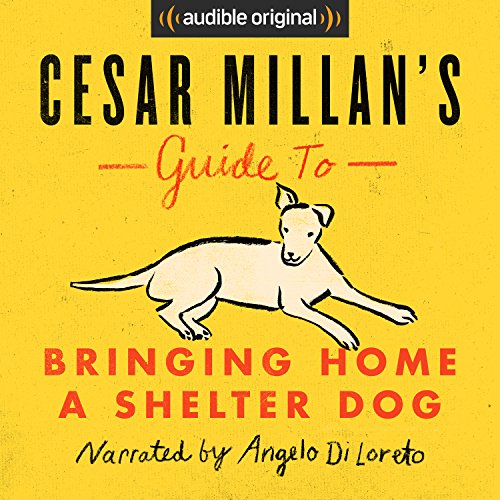 Cesar Millan's Guide to Bringing Home a Shelter Dog