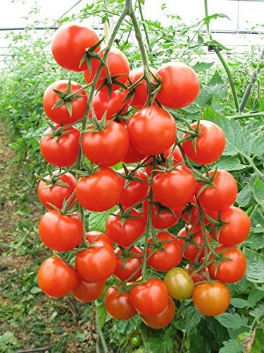 Creative Farmer Vegetable Seeds Chery Tamaatar Seeds - Cherry Tomato ?Seeds Seeds