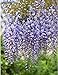 Lannu 12 Pack 3.6 FT Artificial Fake Hanging Wisteria Vine Ratta Silk Flowers String for Home Wedding Party Decor (Purple)