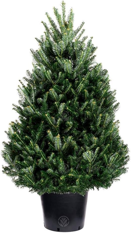 GardenersDream Fraser Fir Pot Grown Christmas Tree Real Live Fresh