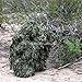 Ghost Ghillie Suit™ by Arcturus Camo - Advanced 3D Camo