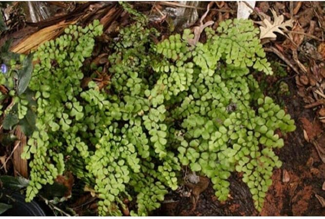 Amazon Com Adiantum Venustum Himalayan Maidenhair Fern 3 1 2