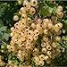 *WHITE CURRANT BERRY BUSH *Rare*Ornamental*Sweet*E-Z GRO*Preserves*FRUITS* #1222