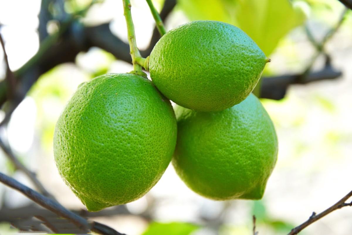 Organic Lemon Fruit Tree 20 Seeds for Planting Indoor/Outdoor (Green Lemon Seeds)