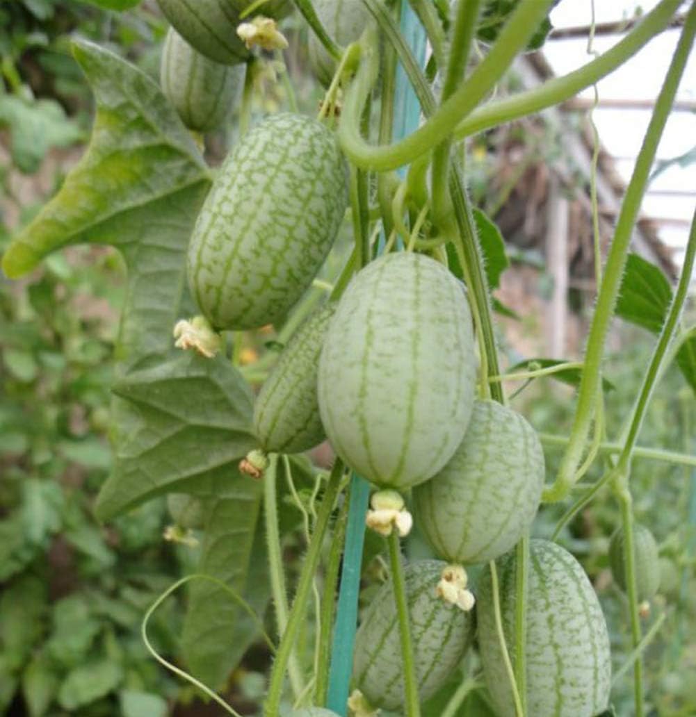 Rare Mexican Sour Gherkins Seeds 60+(Melothria scabra) Cucamelons