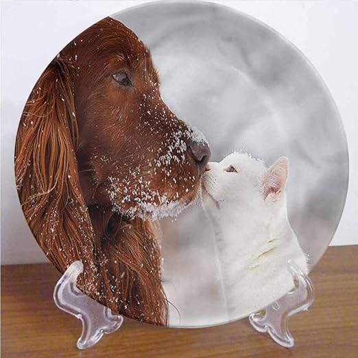 irish setter and cats