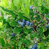 Perennial Blueberry Southern Bluebelle, 3 Potted Plant