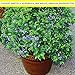 Burpee 'Top Hat' Blueberry Fruit | 1 Plant | 4 1/2" Pot