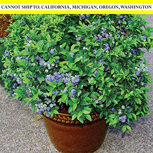 Burpee 'Top Hat' Blueberry Fruit | 1 Plant | 4 1/2 Burpee 'Top Hat' Blueberry Fruit | 1 Plant | 4 1/2