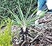 Garden Weeding Fork & Manual Weed Puller; Long Prongs and Ergonomic Handle, Includes Burlap Sack - Great Gardening Gift