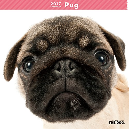 THE-DOG-Wall-Calendar-2017-Pug THE-DOG-Wall-Calendar-2017-Pug