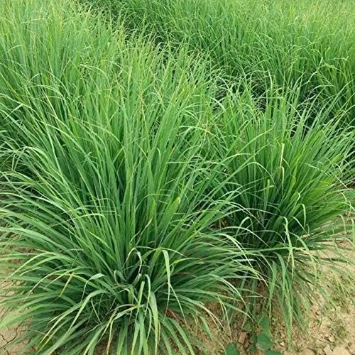 Herb Garden Seed,Basil, Rosemary,Lemongrass, Parsley,Thyme Seeds for Planting (Basil) Hot Sales Perennial for Garden Happy Farm 100PCS (Lemon Grass)