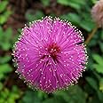 100 Sensitive Plant Seeds Mimosa Pudica - Fun for Kids - Easy to Grow!