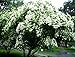 *EXOTIC*10 WHITE DOGWOOD TREE SEEDS #1193**