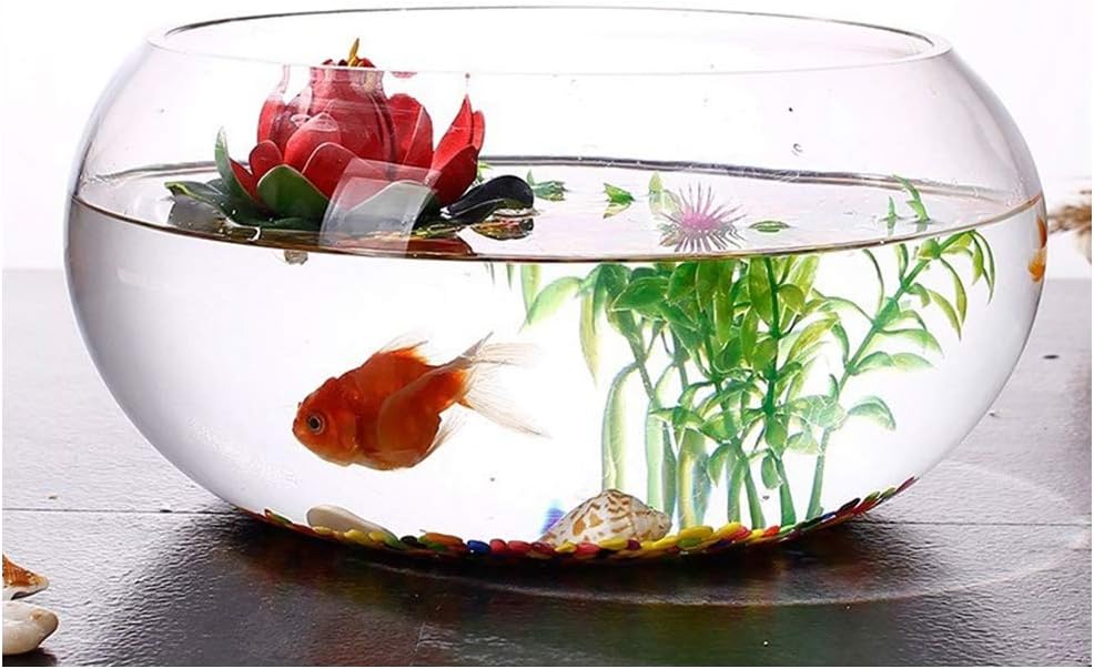 mini bowl aquarium