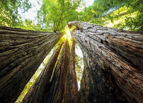 Nice walls Wall Mural HUGE REDWOODS photo Wallpaper 254x183cm Nature - Forest wall art