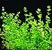 Mainam Giant Baby Tears Micranthemum umbrosum Freshwater Live Aquarium Plants Bundle Tropical Aquatic Water Plant Decorations