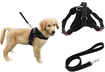 harness and lead set