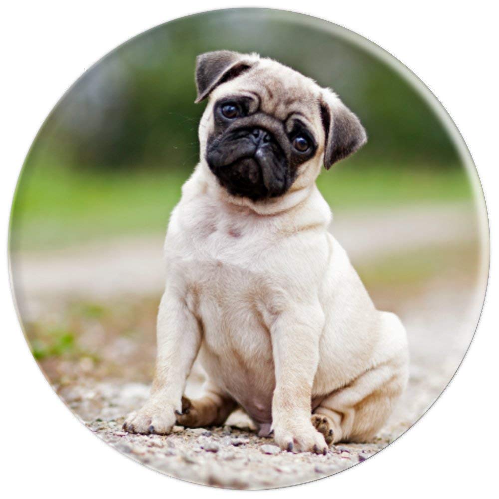 Black And Beige Cute Sitting Baby Pug Outdoors To Play Popsockets Grip And Stand For Phones And Tablets Pricepulse