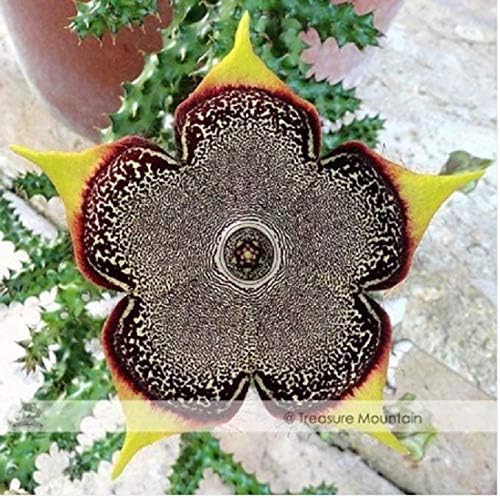 ANVIN Seeds Package: : Edithcolea Succulent Carrion Flower Seeds Approx Seeds Pack
