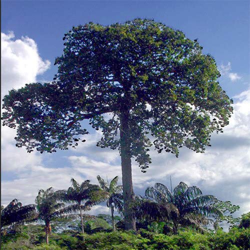 Plant World Seeds Brazil Nut Tree (bertholletia Excelsa) Seeds