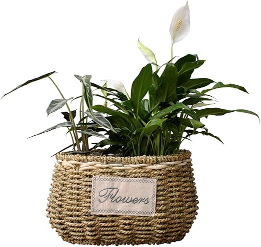 XHZJ Cesta de flores hecha a mano Suculentas de paja, Plantas ...