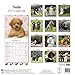 Poodle Calendar 2017 - Poodles Calendar - Standard Poodle Calendar - Dog Breed Calendars - 2016 - 2017 wall calendars - 16 Month by Avonside