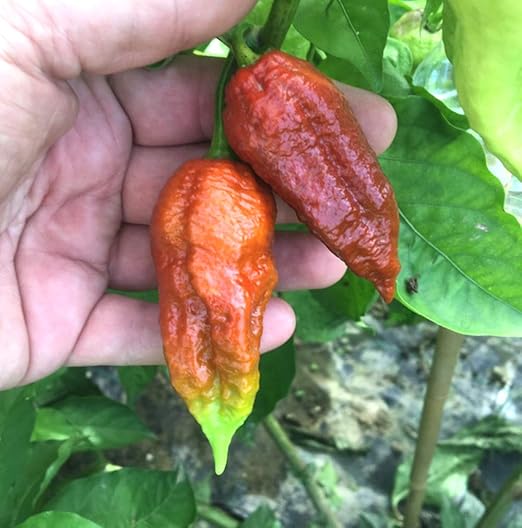 10 SEMILLAS PURA de BROWN BHUTLAH: el futuro ? Chile mas picante ...