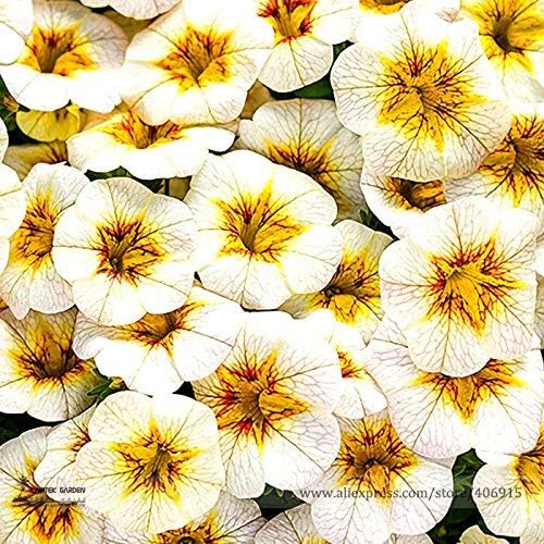 Loss Promotion! Rare Superbells Frostfire Calibrachoa Petunia Annual Flower Seeds, 100 Seeds / Pack, Large Blooming Flower