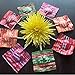 Koochikoo Sugar Free Organic Lollipop Pouch, Delicious Assorted Fruity Flavors, 24 CT (Pack - 1)