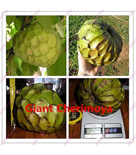 Arbol De Chirimoya Cuanto Mide