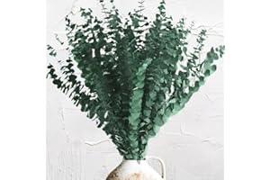 EGCINA 26 Pcs Large Dried Eucalyptus Stems - 17'' Real Preserved Eucalyptus Hanging for Shower Bathroom Decor, Natural Eucalyptus Plants Greenery for Home SPA, Wedding, Party, Rustic Vase Filler