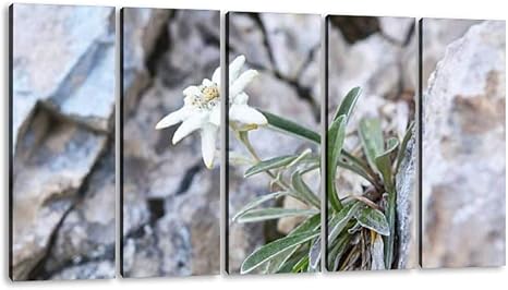 Amazon Com Kiiamy 5 Panels Art Wall Decor Edelweiss Leontopodium Alpinum Flowers Mountains Artwork Modern Canvas Prints Office Bedroom Home Decor Framed Painting Ready To Hang 60 Wx32 H Posters Prints