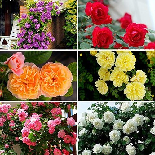 New Beautiful Romantic 6 Variety Color Climbing Rose Seeds Multiflora Perennial Flower Home Garden Decor