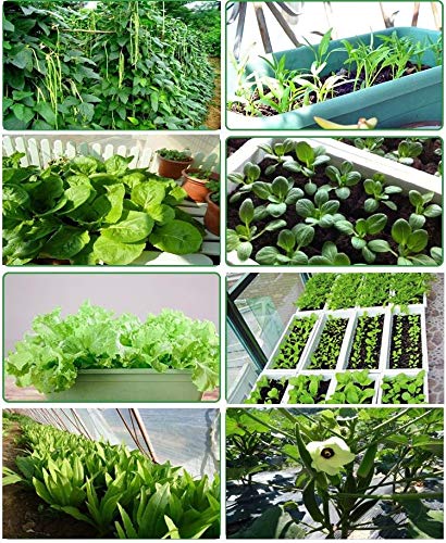bok Choy 300 Seeds Four Seasons Cabbage: Garden Yard Pot Balcony Green Vegetable Seeds Organic Non-GMO Vegetable Seed Sowing Seasons Genuine Balcony Garden Seeds - Thumbnail 2