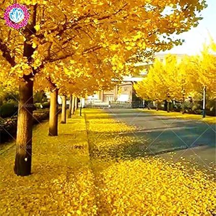 Herbst Gelbe Blatter 5 Stuck Ginkgo Biloba Gingko Ginkgobaum Samen Nusse Bonsai Baum Gewachsen Aus Samen Pflanzentopf Fur Hausgarten Amazon De Garten