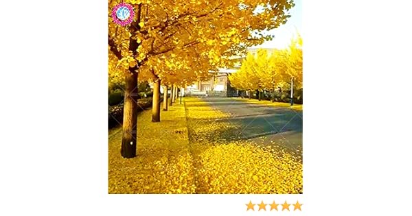 Otoño las hojas amarillas 5 pcs semillas de Ginkgo gingko biloba ...