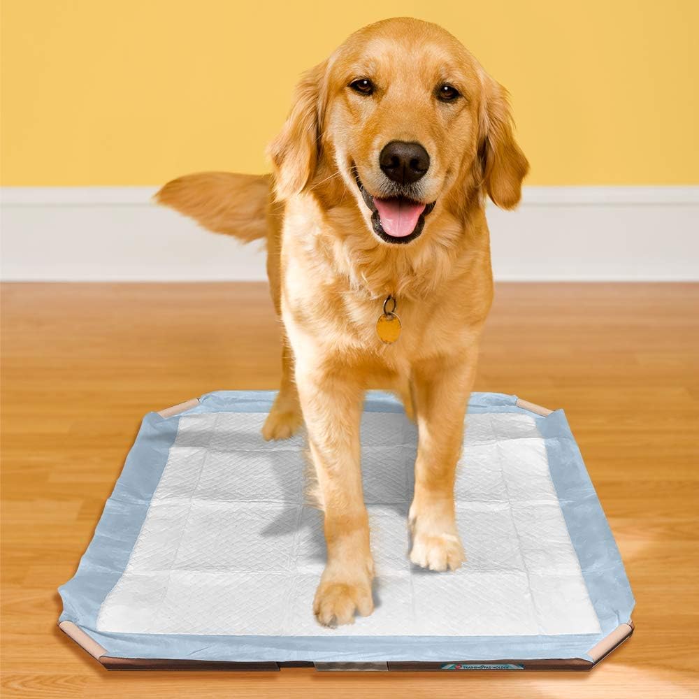 puppy tearing up pee pad