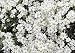 500+ Snow in Summer Flower Seeds, White and Silver Foliage, Mouse-Eared Bering Boreal Chickweed, Perennial, Decorative, Honey Fragrant! From USA