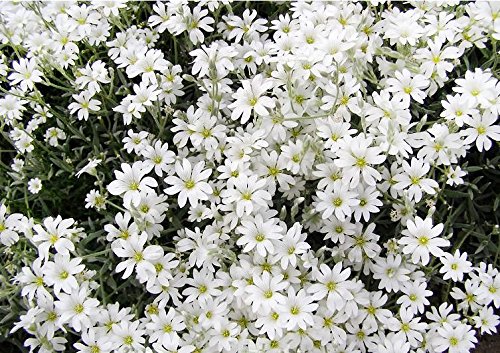 500+ Snow in Summer Flower Seeds, White and Silver Foliage, Mouse-Eared Bering Boreal Chickweed, Perennial, Decorative, Honey Fragrant! From USA 500+ Snow in Summer Flower Seeds, White and Silver Foliage, Mouse-Eared Bering Boreal Chickweed, Perennial, Decorative, Honey Fragrant! From USA