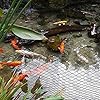 Anytime-Garden-4M-x-3M-POND-NET-COVER-Easy-Setup-Pool-and-Fishpond-Nylon-Netting-Protects-Fish-Ponds-and-Koi-from-Birds-and-Leaves-Durable-See-Through-Safety-Covers-Made-in-Europe Anytime Garden 4M x 3M POND NET COVER - Easy Setup Pool and Fishpond Nylon Netting Protects Fish, Ponds and Koi from…