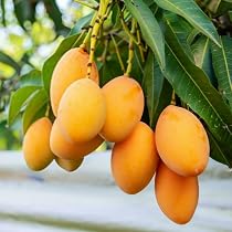 Amazon.com : Mango Tree Live Plant, Yellow Sweet Mango Tree Plant ...