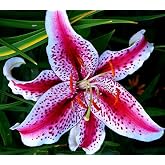 (3) Fragrant &amp; Beautiful Flowering Stargazer Oriental Lily Bulbs, Seeds*Bulbs*Plants*&amp;More