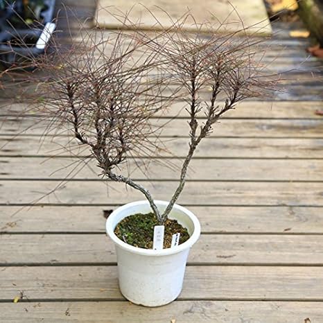 Amazon 苗 琴糸南天 青縮緬 大 植木
