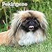 Pekingese 2019 12 x 12 Inch Monthly Square Wall Calendar, Animals Asian Dog Breeds (Multilingual Edi by 