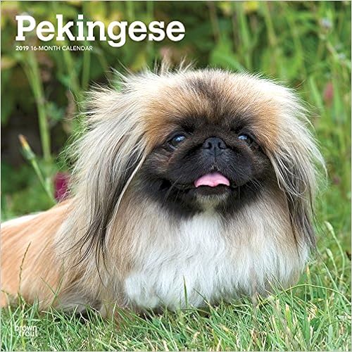 Pekingese 2019 12 x 12 Inch Monthly Square Wall Calendar, Animals Asian Dog Breeds (Multilingual Edition) Pekingese 2019 12 x 12 Inch Monthly Square Wall Calendar, Animals Asian Dog Breeds (Multilingual Edition)