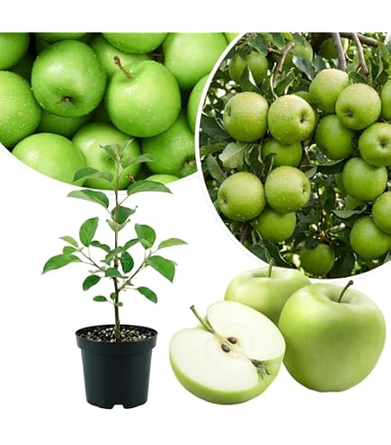 Amazon.com: Granny Smith Apple Tree, Green Fruit, Tart Taste, 2-3 ft. Tree  Height, 5 gal Nursery Pot (Due to Agricultural Laws, we Cannot Ship to CA,  AZ, AK, or HI) : Patio,
